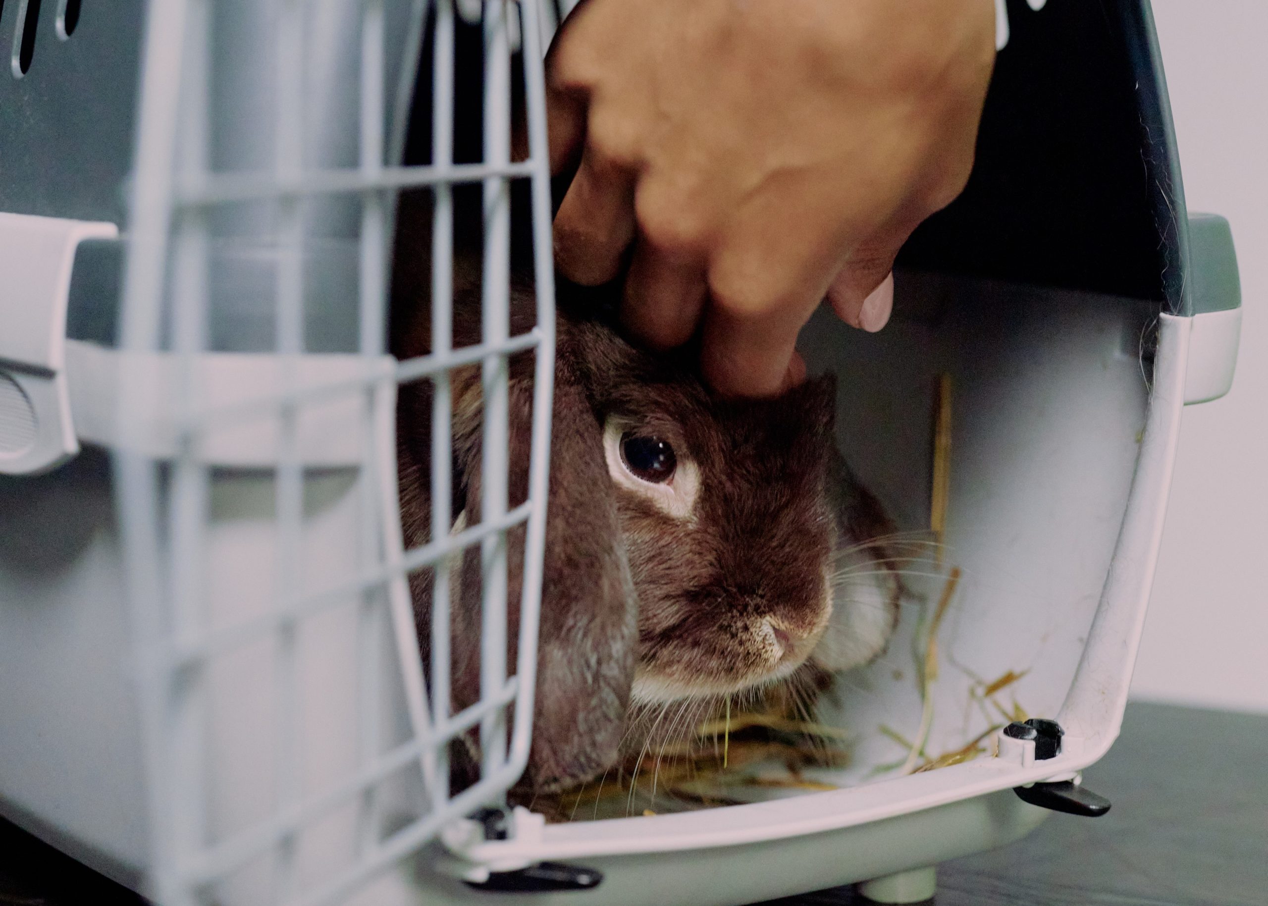 Recommended Veterinarians - Leaps & Bounds Rabbit Rescue, Inc.