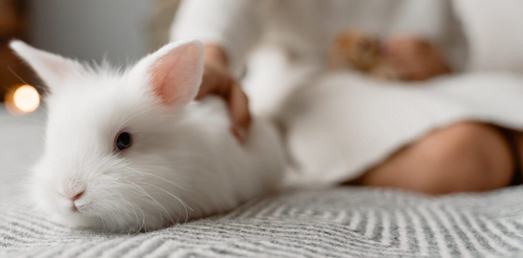 Adopt - Leaps & Bounds Rabbit Rescue, Inc.